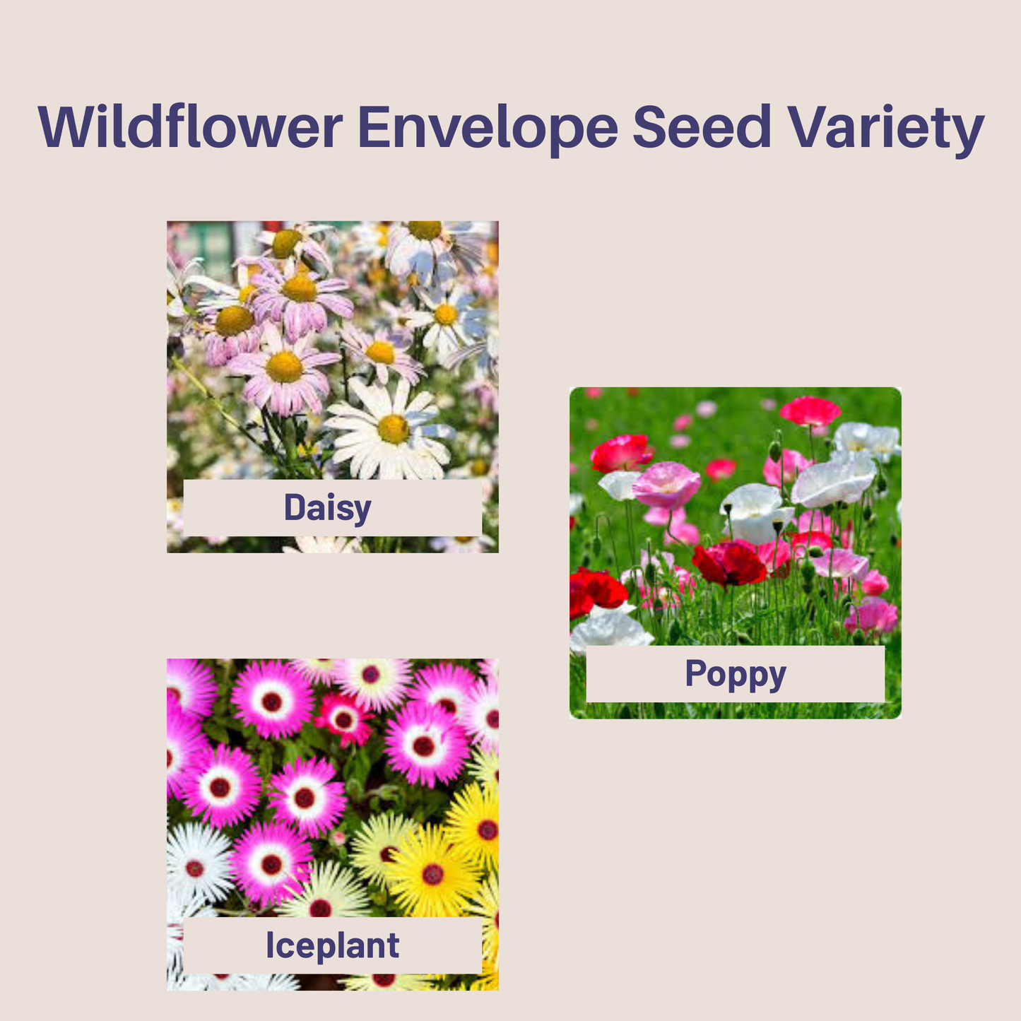 Mother's Day "Best Mom" Plantable Seed Paper Greeting Card 4"x 5" with Plantable Wildflower Seed Envelope(Eco-Friendly)