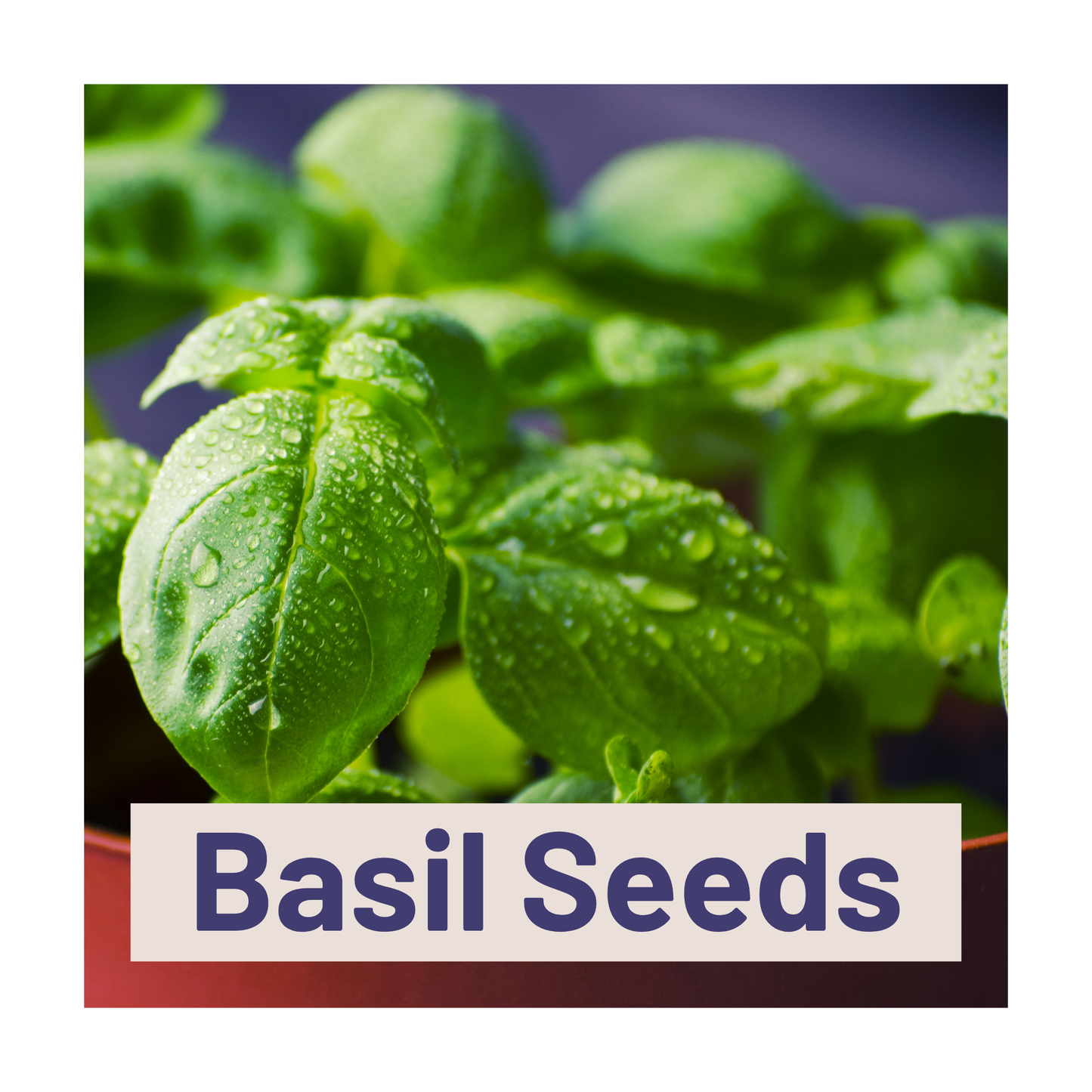 picture of basil with 'basil seeds' text