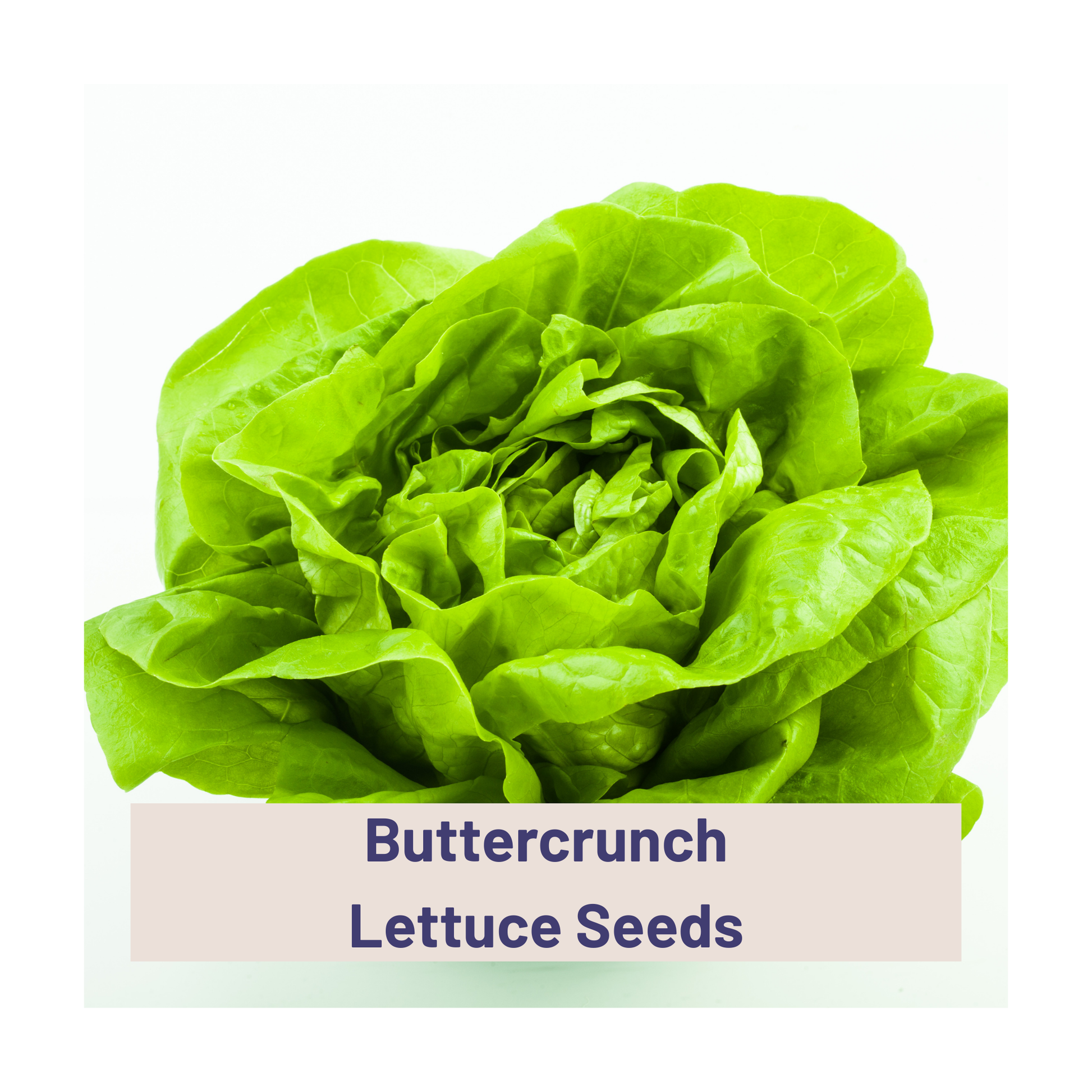 picture of a lettuce head with 'buttercrunch lettuce seeds' text