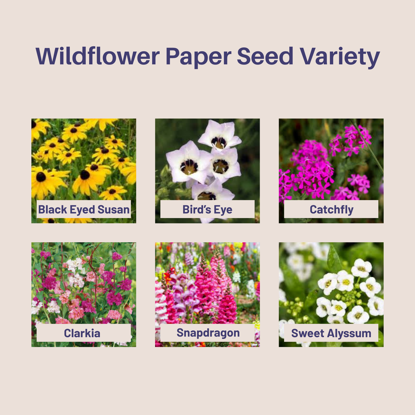 pictures of various wildflowers to represent the wildflower variety in the seed paper